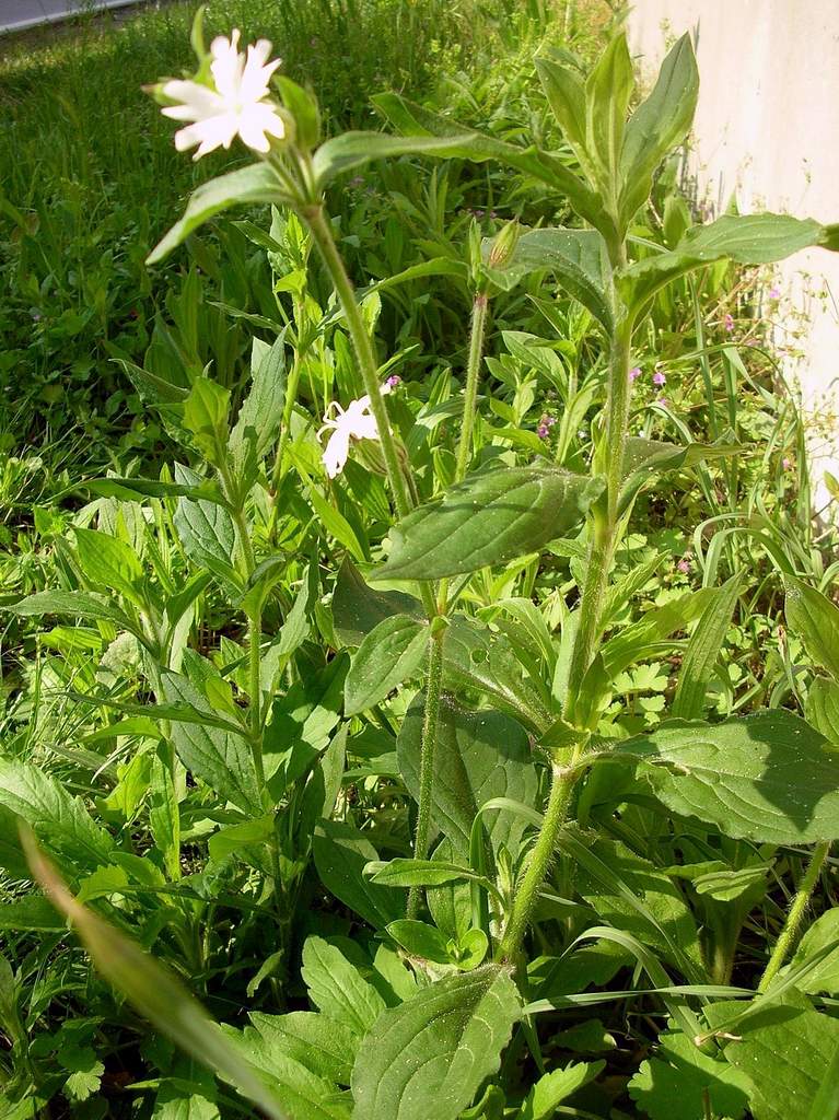 Silene latifolia subsp. alba